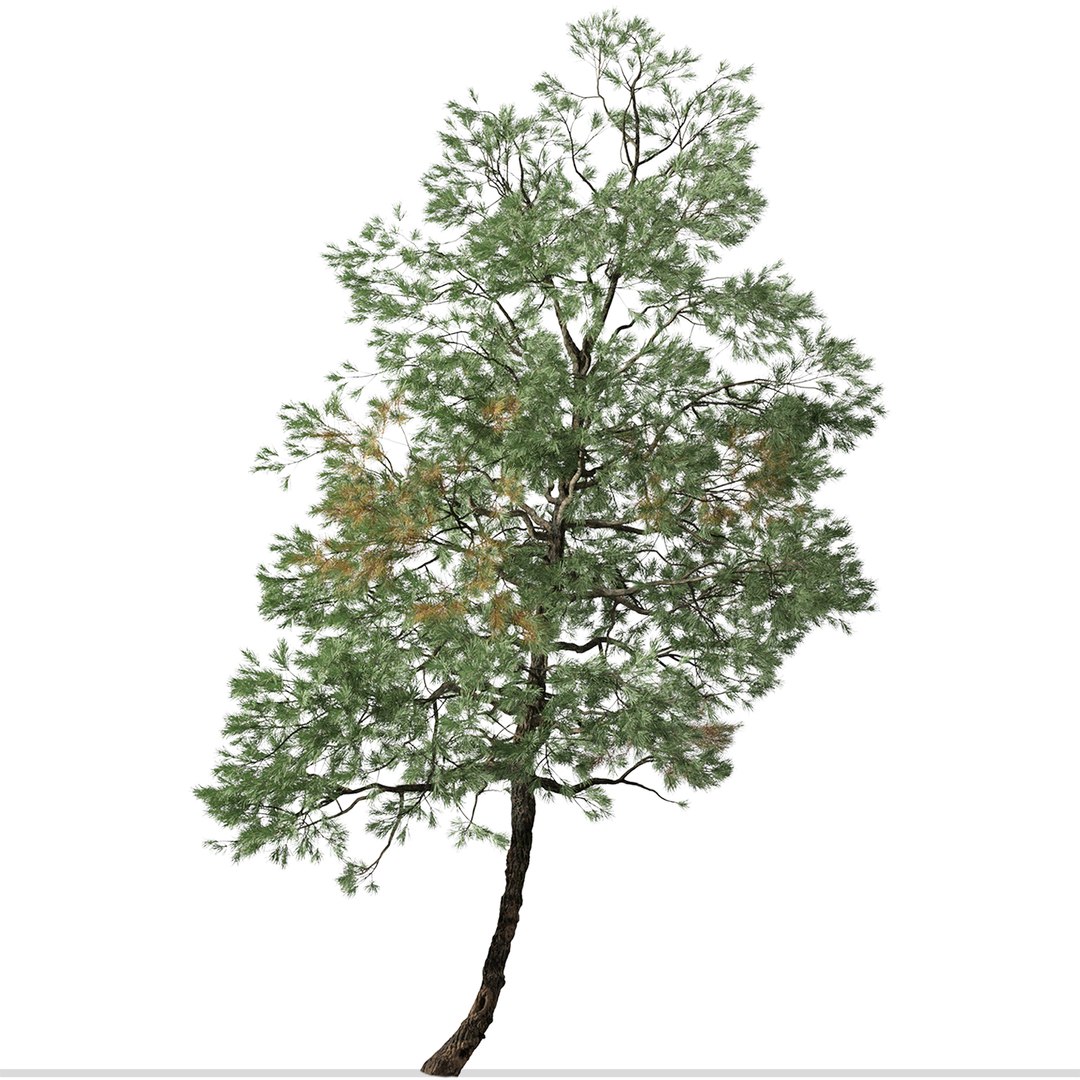 Set Of Gray Pine Or Pinus Sabiniana Tree - 2 Trees Model - TurboSquid ...