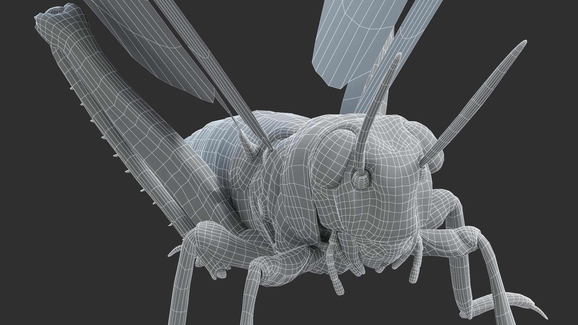 3D Model Desert Locust Static - TurboSquid 1992471