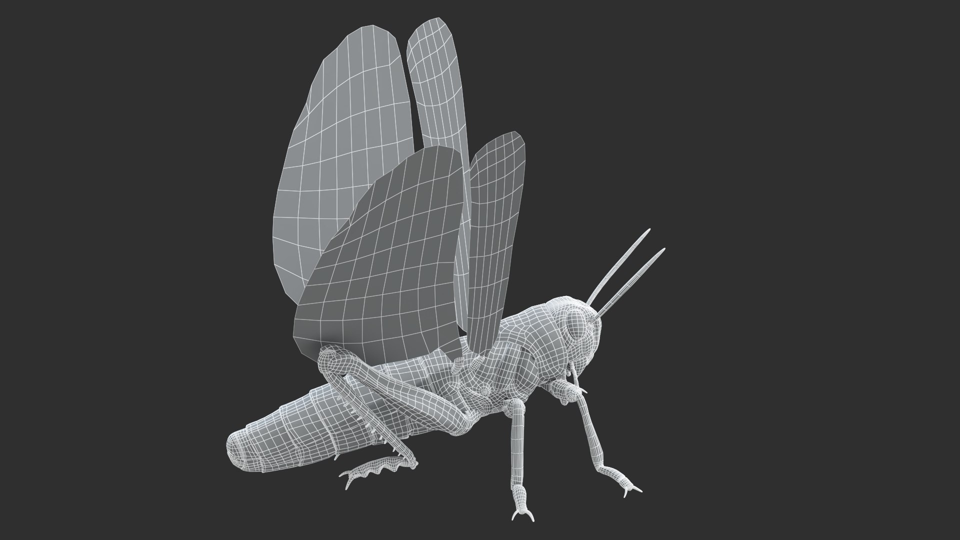 3D Model Desert Locust Static - TurboSquid 1992471