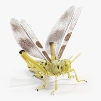 Desert Locust Static