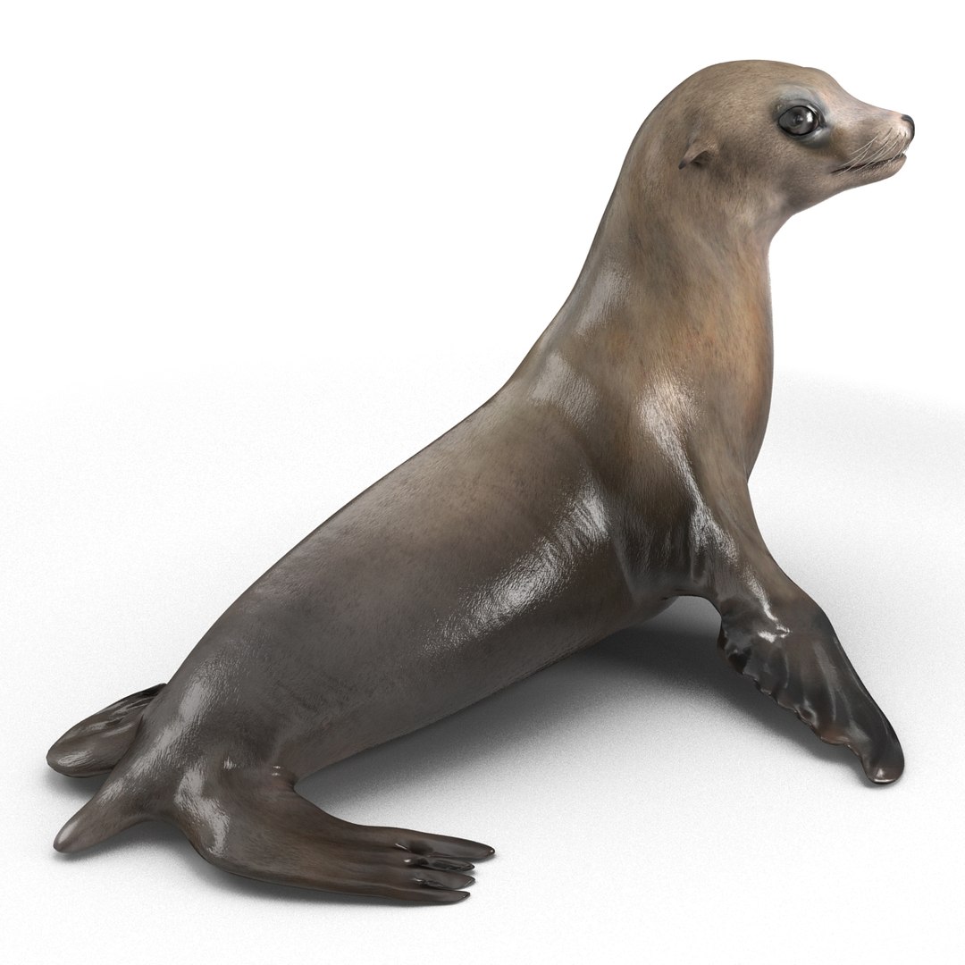 Sea Lion Pose 2 3D model preview