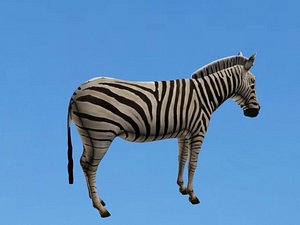 3D zebra animal