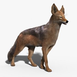 Jackal(FUR)(RIGGED)