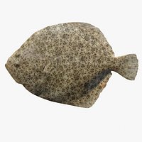 Turbot