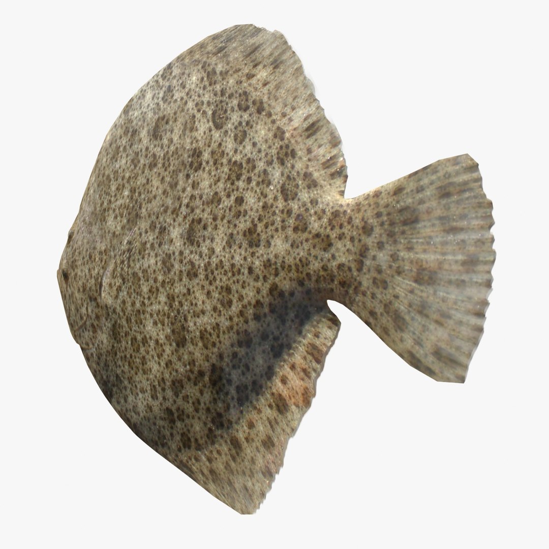 3ds Max Turbot Flatfish