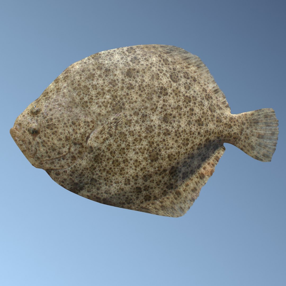 3ds Max Turbot Flatfish