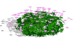 Geranium 3D
