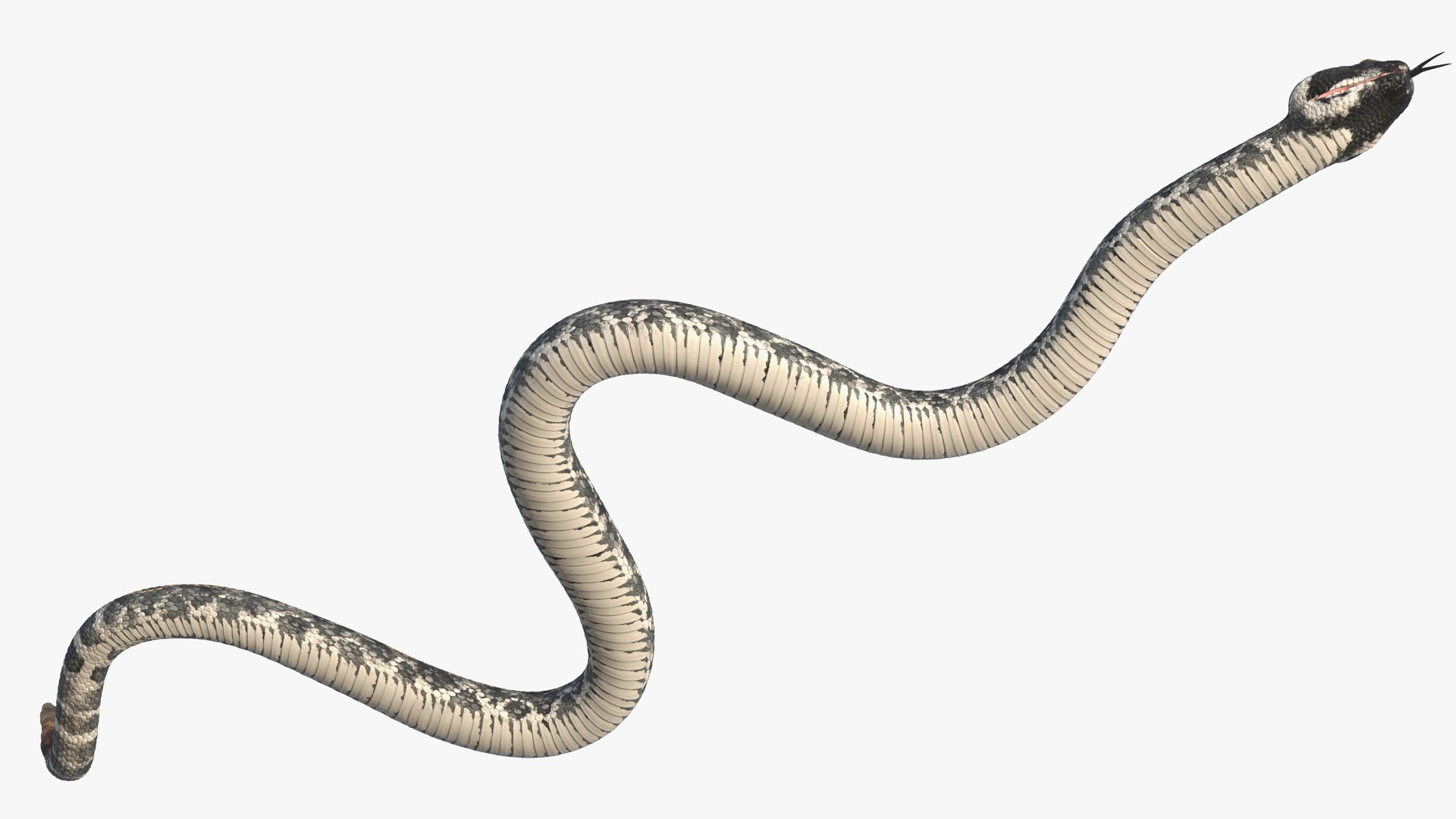 3D Model Rattlesnake Crawls Animated Rigged For Maya - TurboSquid 2486203