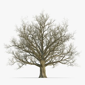 Red Oak Old Tree Winter