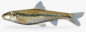 3d model phenacobius mirabilis suckermouth minnow