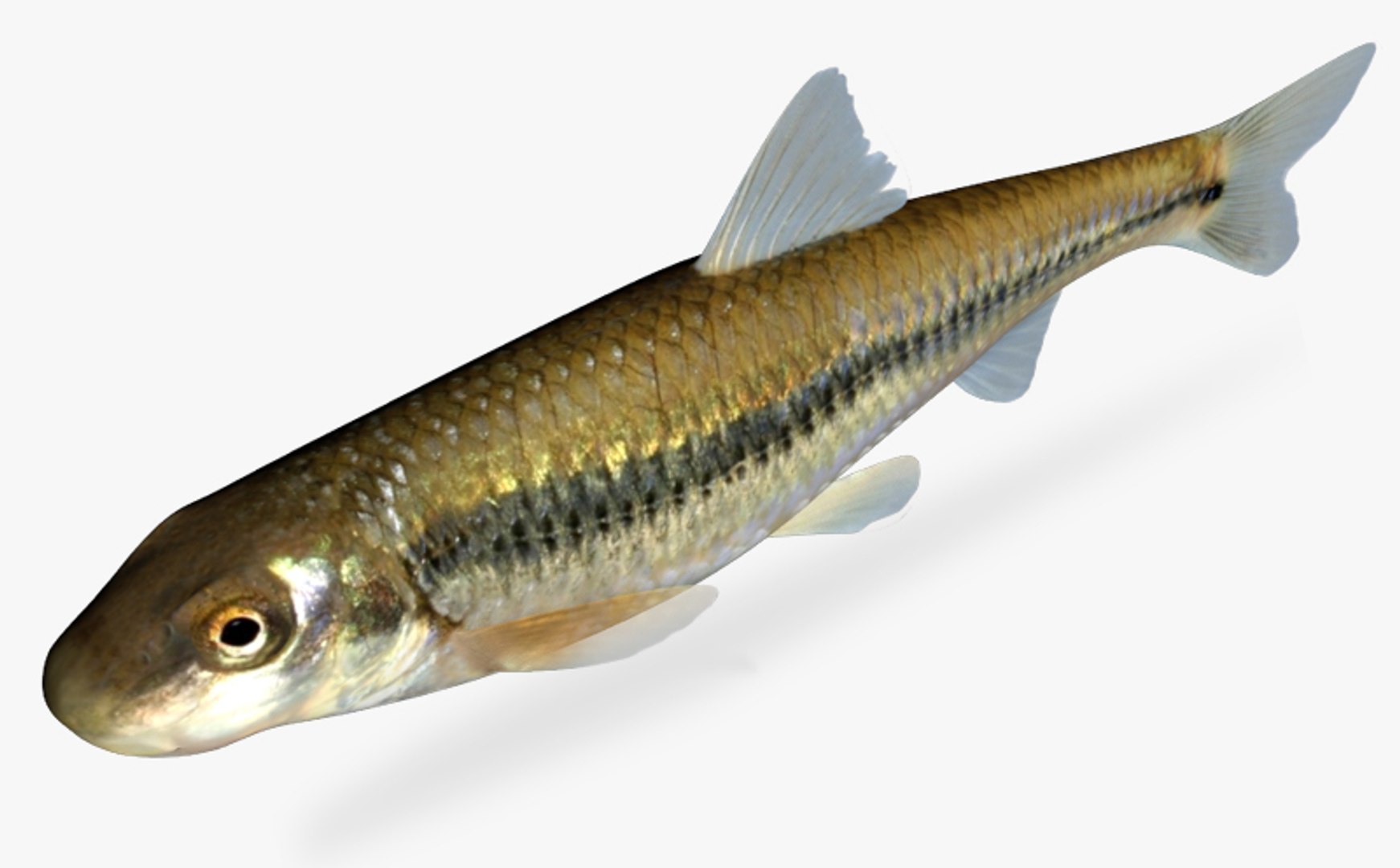 Suckermouth Minnow (Phenacobius mirabilis) - Species Profile