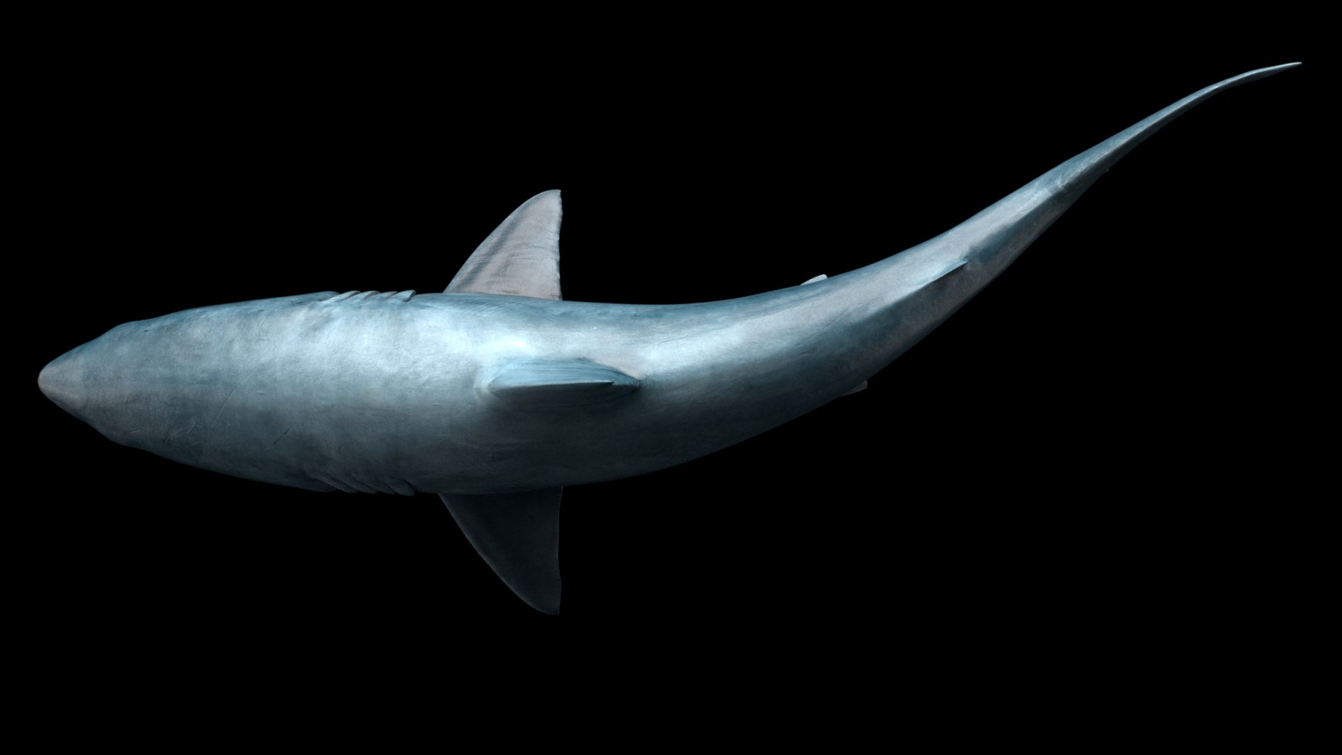 great white shark octane 3D model https://p.turbosquid.com/ts-thumb/nh/z4lRfA/4hHhQwVu/4top/jpg/1557452261/1920x1080/fit_q87/c0903036d76e3d98dd968a45b48a10596365943f/4top.jpg