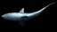 Great White Shark with Octane Support