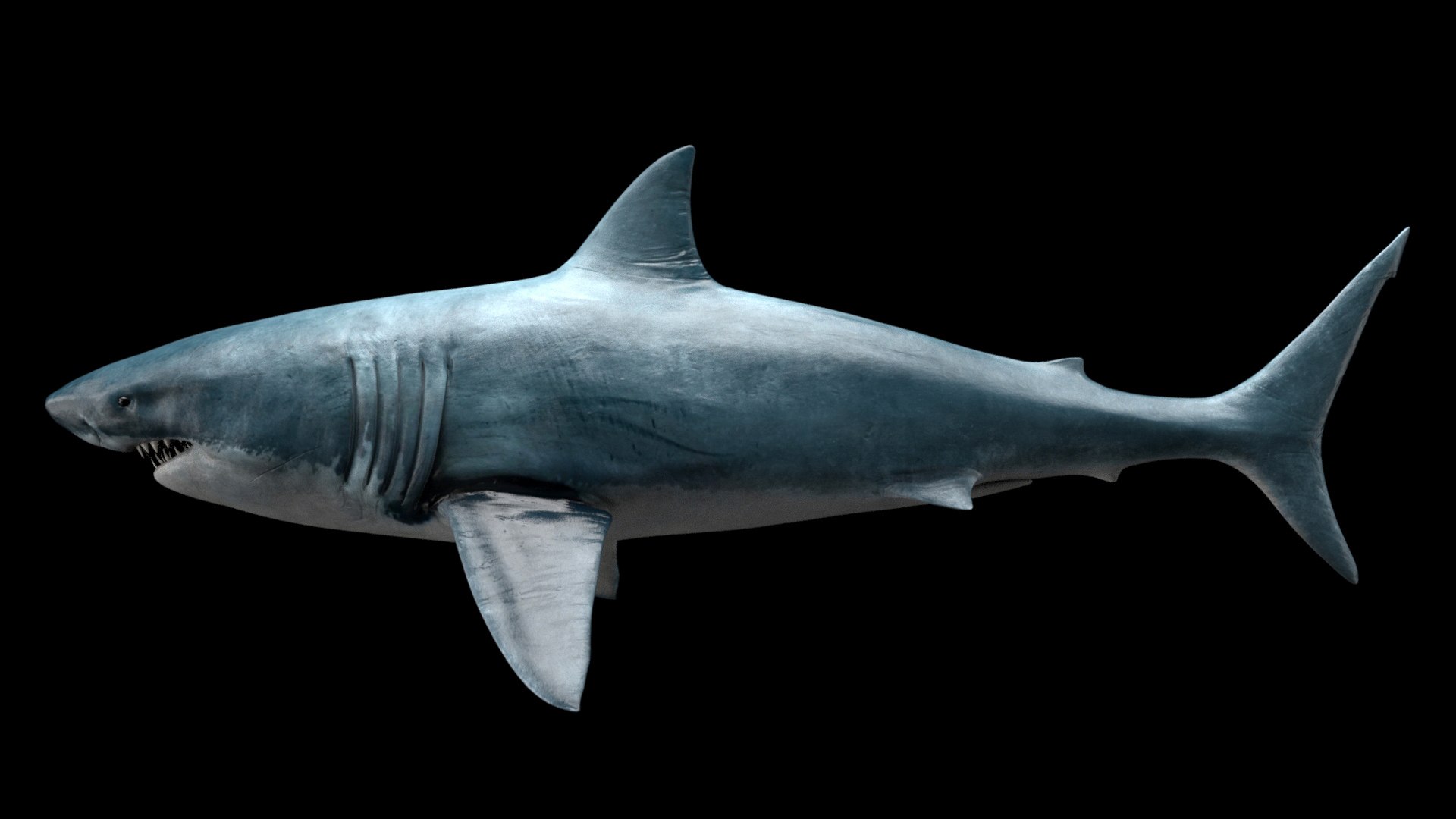 great white shark octane 3D model https://p.turbosquid.com/ts-thumb/nh/z4lRfA/51FmN21x/2octane_shot1/jpg/1557452261/1920x1080/fit_q87/2724d685498a1a2de800ddf9958f389b0d839c3f/2octane_shot1.jpg