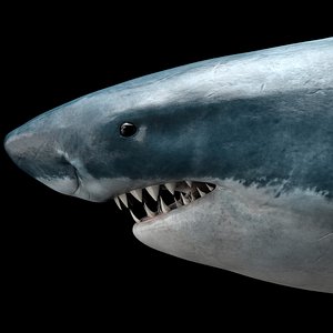 great white shark octane 3D model