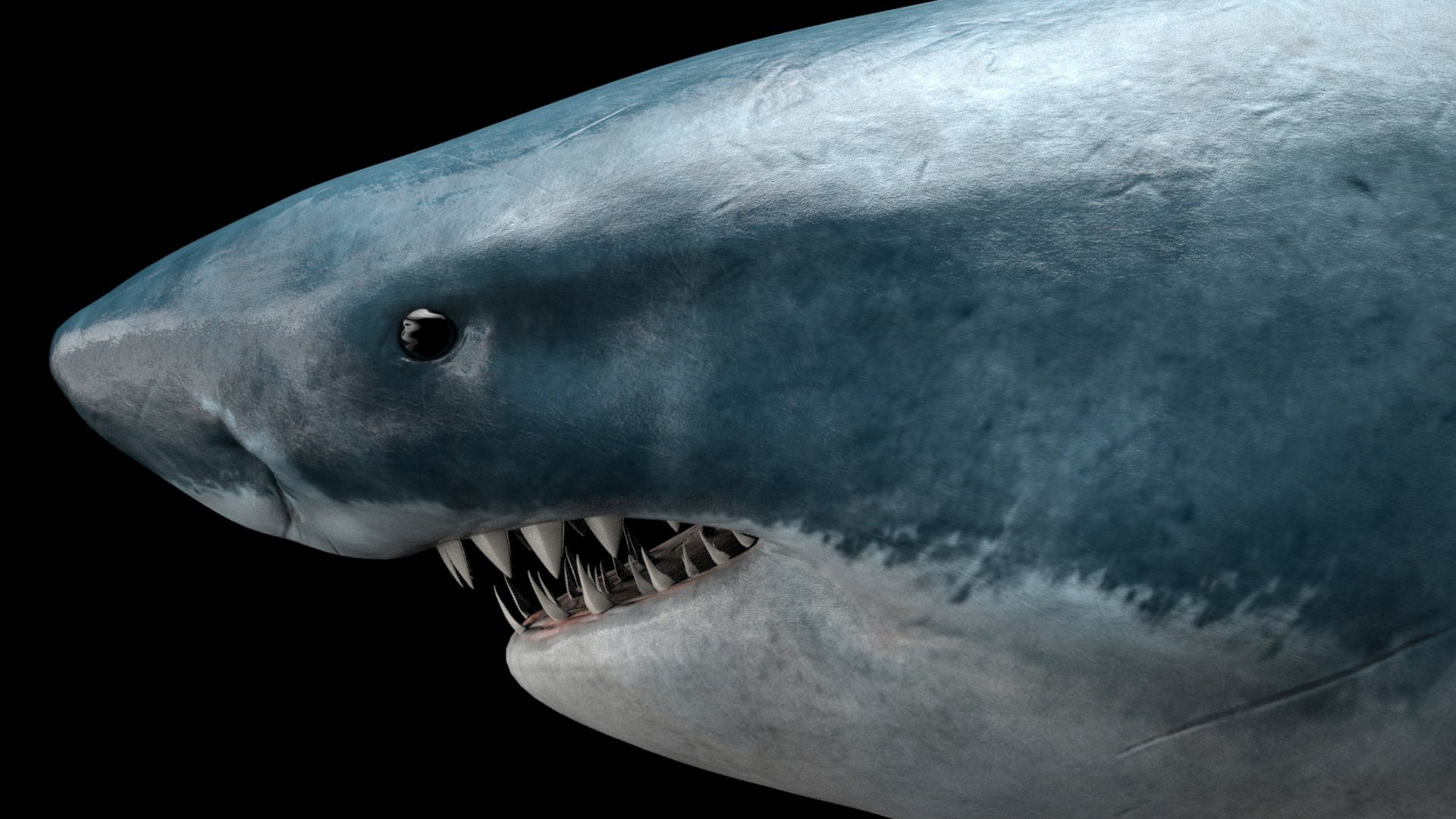 great white shark octane 3D model https://p.turbosquid.com/ts-thumb/nh/z4lRfA/iZu8Tfh3/1octane_head/jpg/1557452261/1920x1080/fit_q87/308bf392baa93c2bc54d4bb7a7ae32281a48f54e/1octane_head.jpg