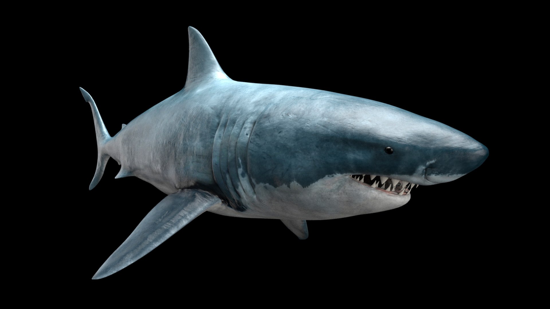 great white shark octane 3D model https://p.turbosquid.com/ts-thumb/nh/z4lRfA/lLVefHNg/3octane_diagonal/jpg/1557452261/1920x1080/fit_q87/a724577f4b231ae0ec7e3a474a24727c8bd65765/3octane_diagonal.jpg
