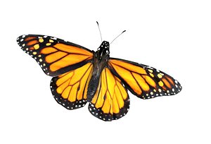 butterfly monarch fly model
