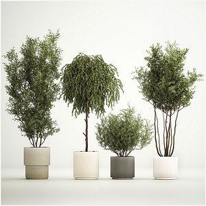 3D model Decorative trees in flowerpots Olive and Elaeagnus 221
