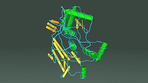 3D hemocyanins proteins copper model