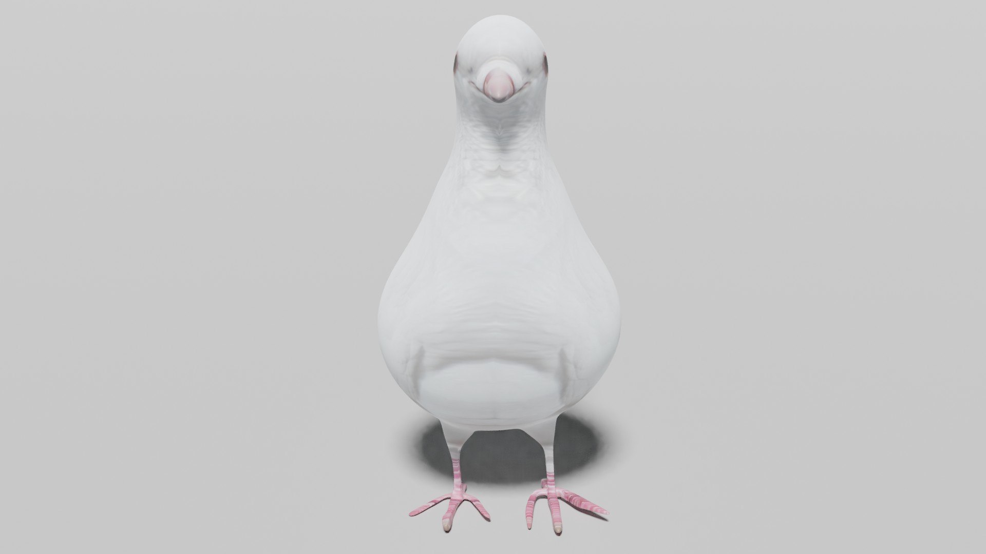White Pigeon OBJ 3D Model - TurboSquid 2078865