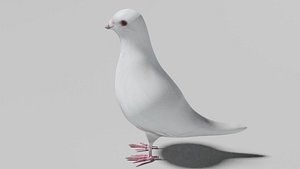 White pigeon OBJ