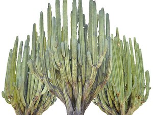 san pedro cactus tree model