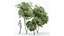 Schöne Bäume Carpinus Betulus und japanische Kirsche Blatt