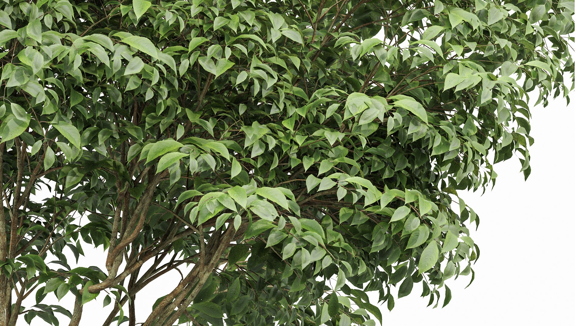 Beautiful Trees Carpinus Betulus and Japanese Cherry Leaf model https://p.turbosquid.com/ts-thumb/ni/YU5xuO/dg/z04/png/1718536788/1920x1080/fit_q87/862e93720e55717ca4f8576d25646327e95602a0/z04.jpg