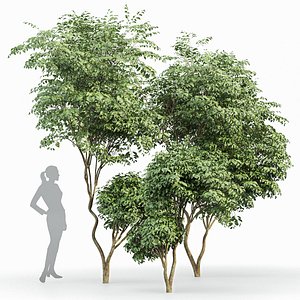 Beautiful Trees Carpinus Betulus and Japanese Cherry Leaf model