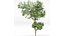 Schöne Bäume Carpinus Betulus und japanische Kirsche Blatt