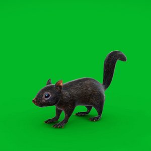 3D model Black Canadian Squirrel