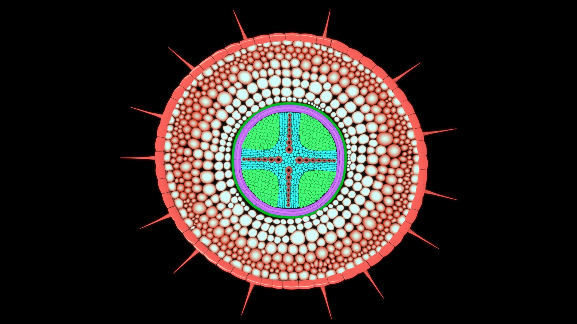 3D Dicot root model https://p.turbosquid.com/ts-thumb/ni/l7qeXk/jL/z0108_dicot_root_0006/jpg/1709275088/1920x1080/fit_q87/d41f784652ff8ba7b5c8bdc531991afed4c295d8/z0108_dicot_root_0006.jpg