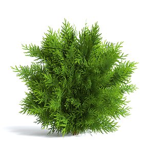 Thuja Shrub I 3D model