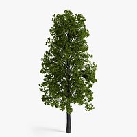 linden tree02
