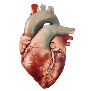 3D Human Heart
