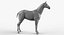 Cavallo
