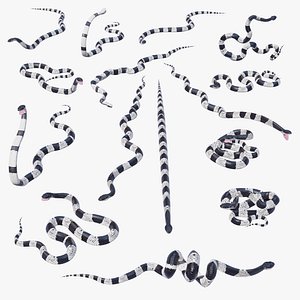 Malayan Krait - Static Poses 3D model