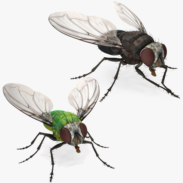 flies_rigged_collection_for_maya_mb_01.jpg