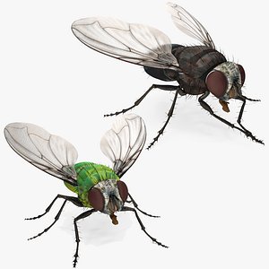 Flies Rigged Collection for Maya