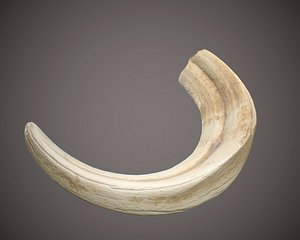 warthog tusk 3D model