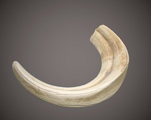 Warthog Tusk