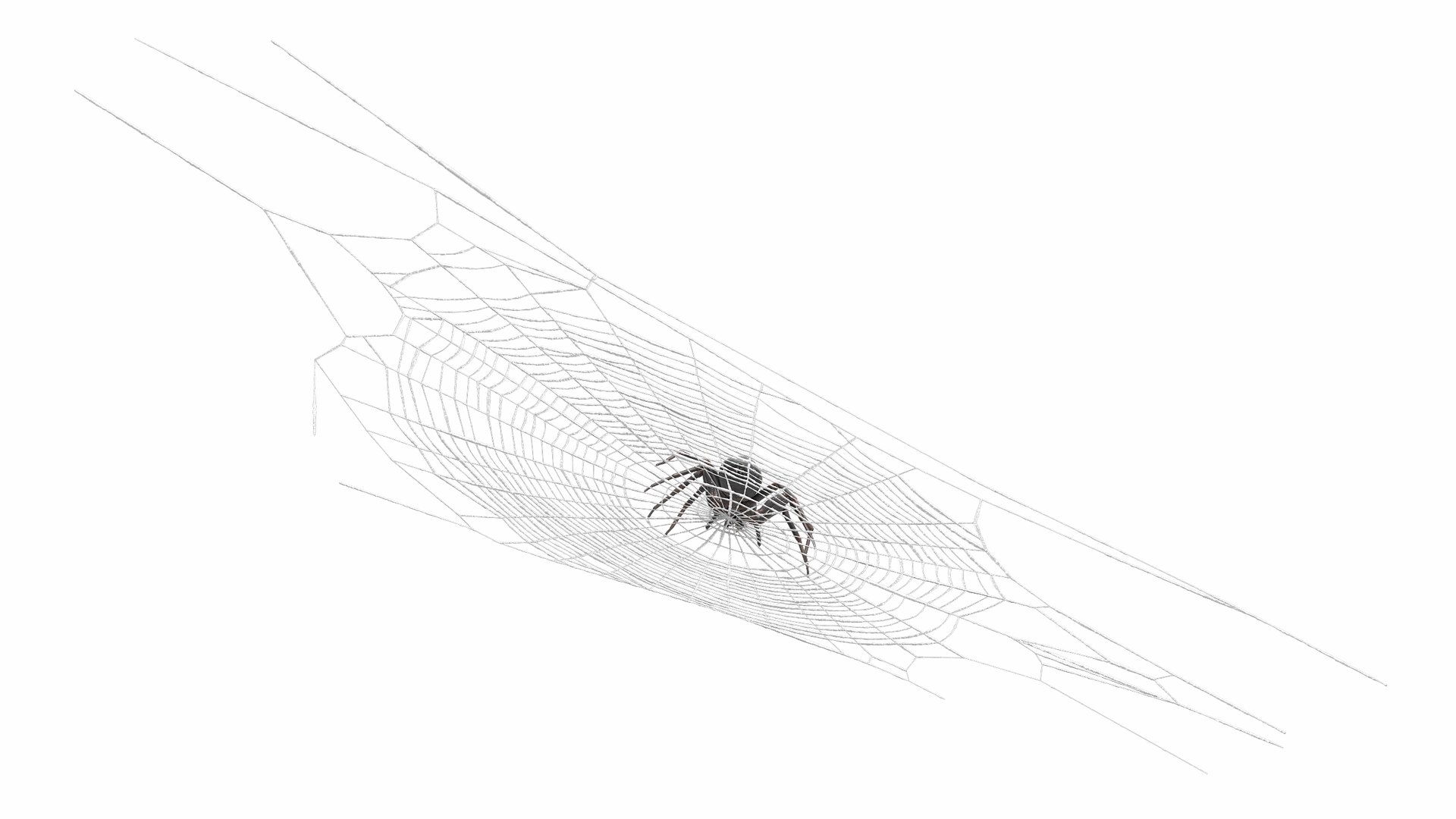3D model Round Web with Spider https://p.turbosquid.com/ts-thumb/nj/c7Umzs/Py/roundwebwithspidervray3dmodel006/jpg/1712265219/1920x1080/fit_q87/38982dcb7f293afd818f2c525c16d166c25a45ac/roundwebwithspidervray3dmodel006.jpg