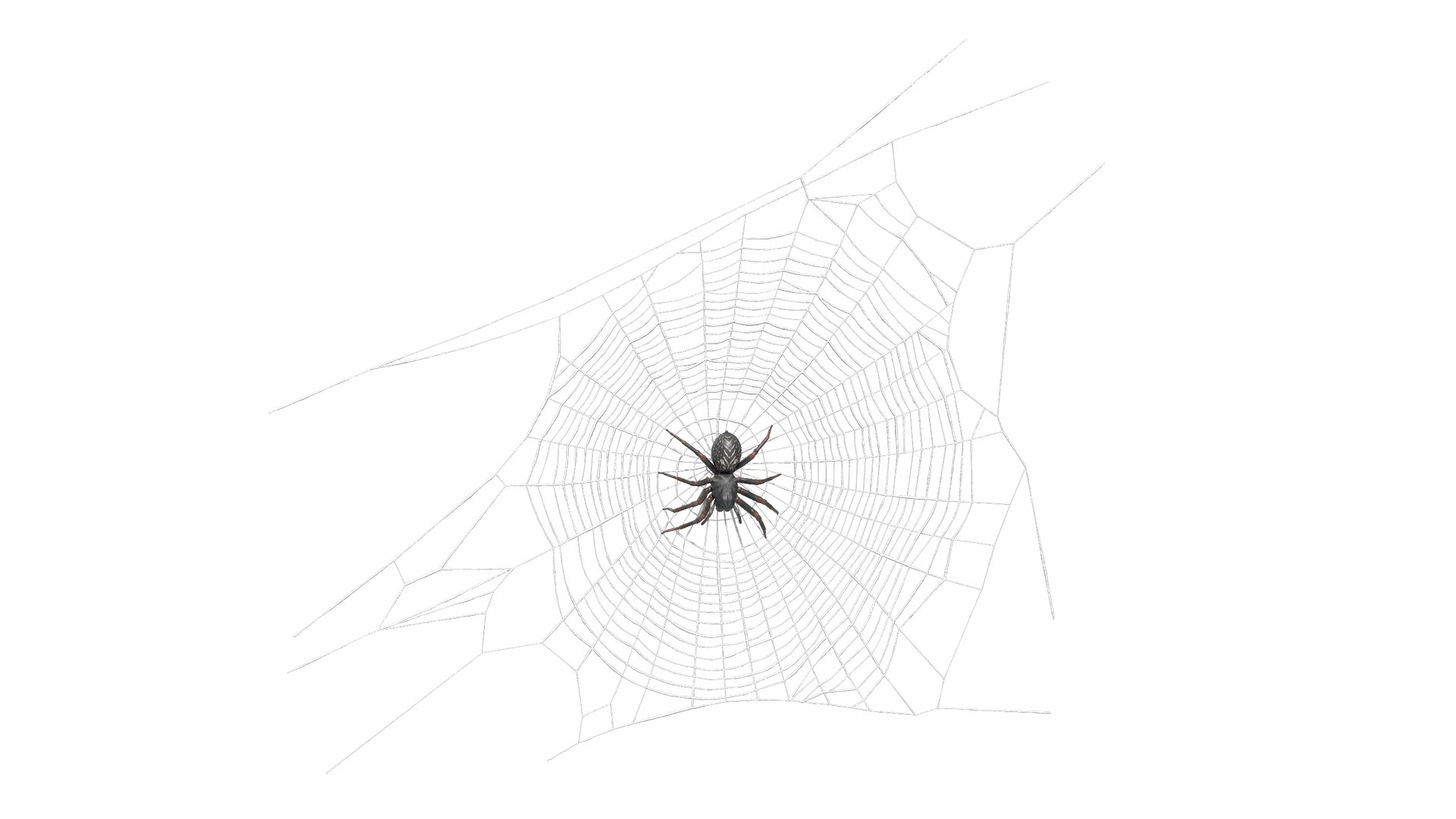 3D model Round Web with Spider https://p.turbosquid.com/ts-thumb/nj/c7Umzs/jR/roundwebwithspidervray3dmodel005/jpg/1712265214/1920x1080/fit_q87/a58db788c4bf1d398915a5af991767150e405e2f/roundwebwithspidervray3dmodel005.jpg