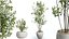 AV Set piante da interno 132 Bonsai Arancio cinese e Faggio Olea Europaea Olivo e Aloifolia Rostra