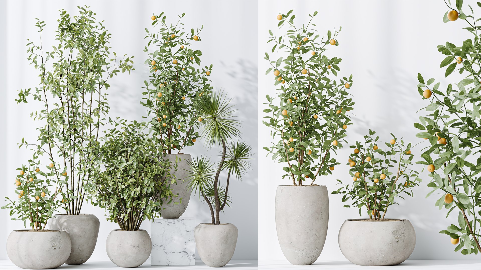 AV Indoor plants set 132 Bonsai China Orange Tree and Beech Olea Europaea Olive and Aloifolia Rostra 3D model https://p.turbosquid.com/ts-thumb/nj/mDbM3B/Py/06/png/1733293266/1920x1080/fit_q87/accf3407e7d19c1a1c5136a150c5983d0466449a/06.jpg