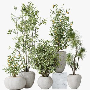AV Indoor plants set 132 Bonsai China Orange Tree and Beech Olea Europaea Olive and Aloifolia Rostra 3D model