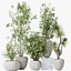 AV Set piante da interno 132 Bonsai Arancio cinese e Faggio Olea Europaea Olivo e Aloifolia Rostra