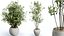 AV Set piante da interno 132 Bonsai Arancio cinese e Faggio Olea Europaea Olivo e Aloifolia Rostra