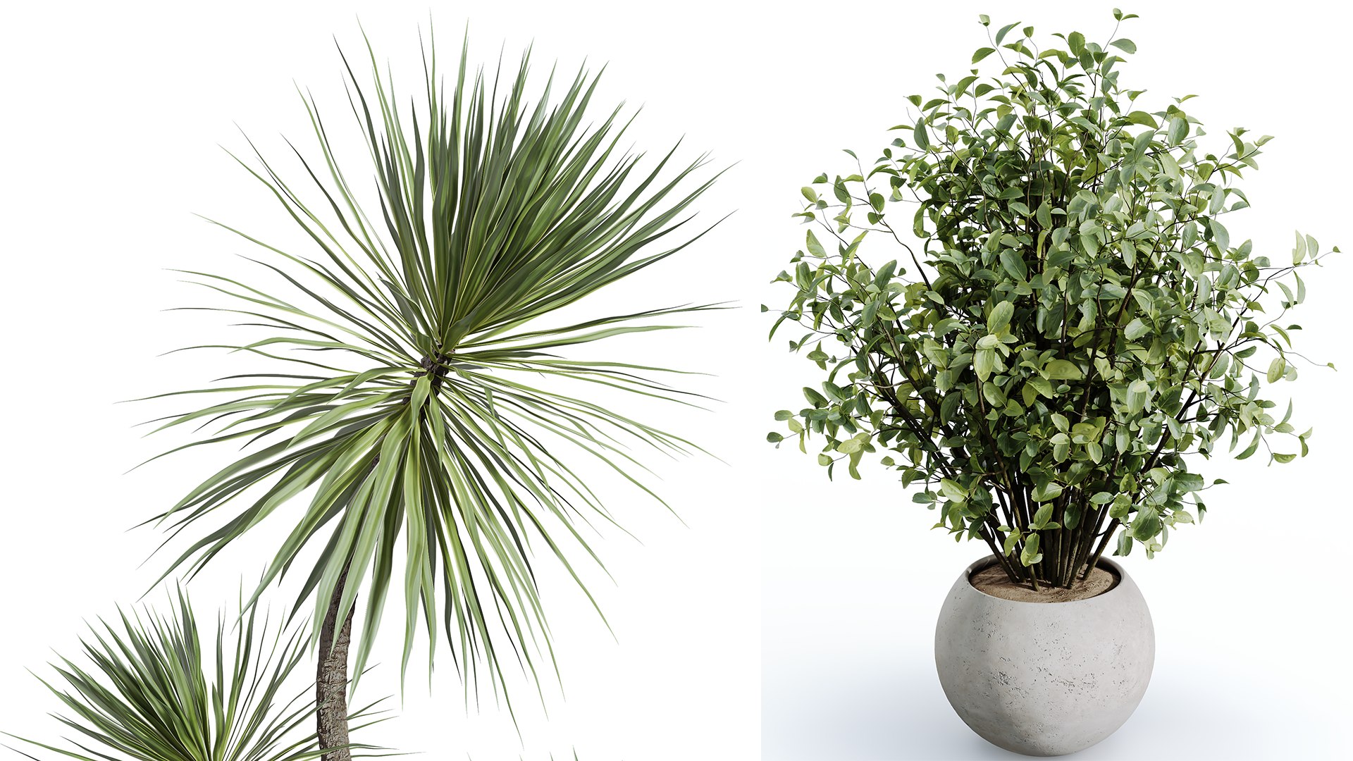 AV Indoor plants set 132 Bonsai China Orange Tree and Beech Olea Europaea Olive and Aloifolia Rostra 3D model https://p.turbosquid.com/ts-thumb/nj/mDbM3B/qg/04/png/1733293262/1920x1080/fit_q87/7fc2491d070377e0fdd273aa346d447dd6007a55/04.jpg